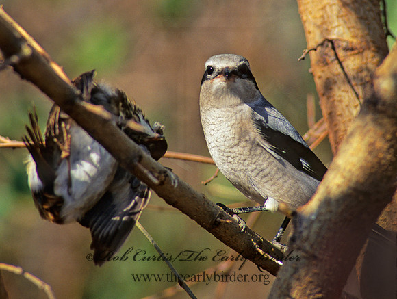 Lanius excubitor  NORTHERN SHRIKE 139031