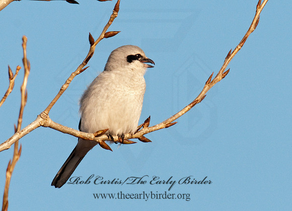 Lanius excubitor  NORTHERN SHRIKE 3006270