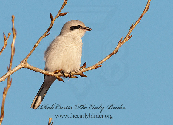 Lanius excubitor  NORTHERN SHRIKE 3006275