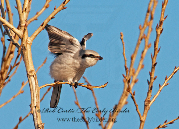 Lanius excubitor  NORTHERN SHRIKE 3006281