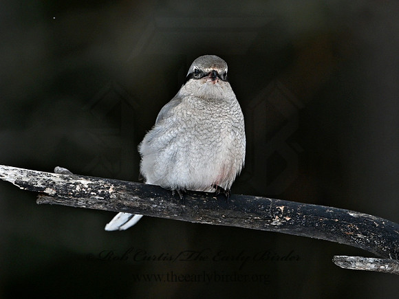 Lanius excubitor  NORTHERN SHRIKE 3017450