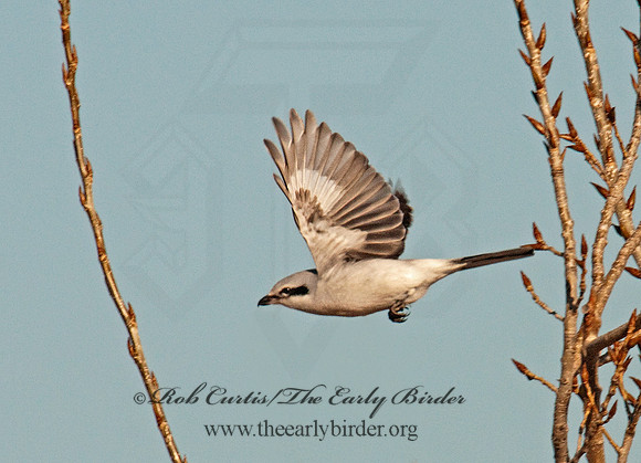 Lanius excubitor  NORTHERN SHRIKE 3006289