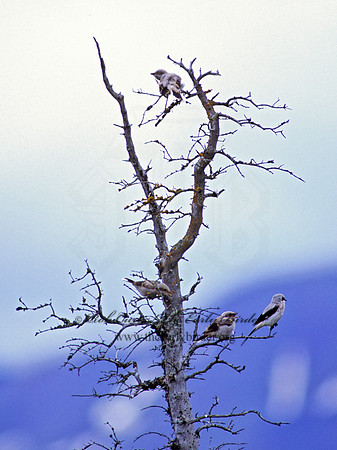 Lanius excubitor  NORTHERN SHRIKE 235811