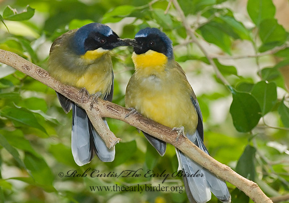 Garrulax galbanus  YELLOW-BELLIED LAUGHINGTHRUSH 6018507