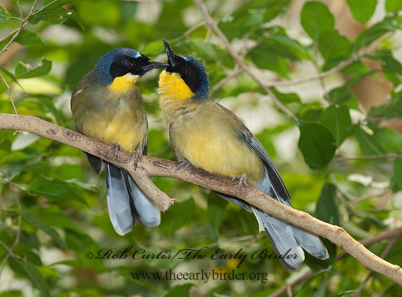 Garrulax galbanus  YELLOW-BELLIED LAUGHINGTHRUSH 6018506