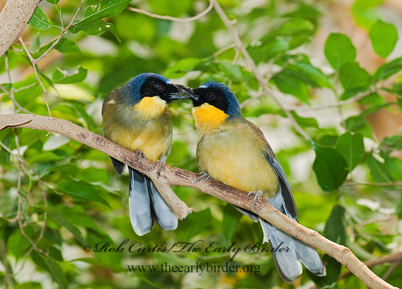 Garrulax galbanus  YELLOW-BELLIED LAUGHINGTHRUSH 6018505
