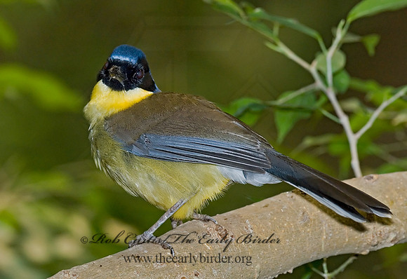 Garrulax galbanus  YELLOW-BELLIED LAUGHINGTHRUSH 6018498