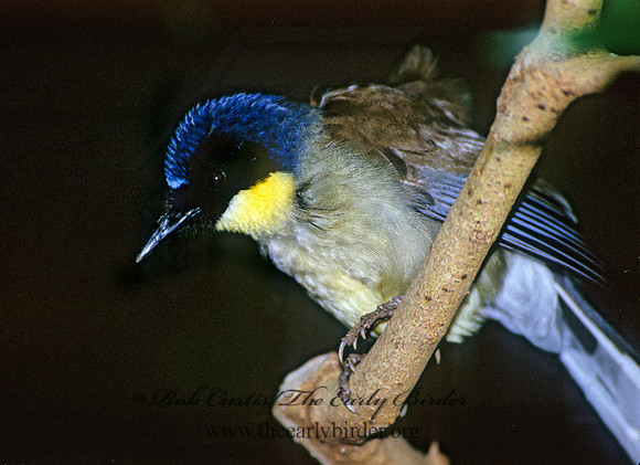 Garrulax galbanus  YELLOW-BELLIED LAUGHINGTHRUSH 282327