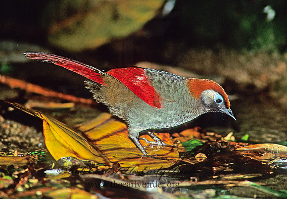 Garrulax milnei  RED -TAILED LAUGHINGTHRUSH 126418