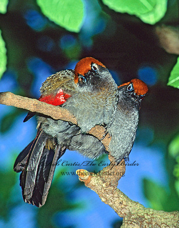 Garrulax milnei  RED -TAILED LAUGHINGTHRUSH 126623