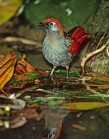 Garrulax milnei  RED -TAILED LAUGHINGTHRUSH 126419