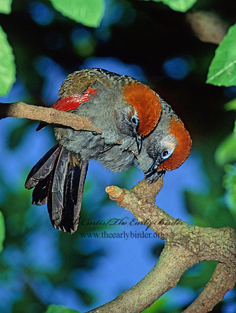 Garrulax milnei  RED -TAILED LAUGHINGTHRUSH 126624
