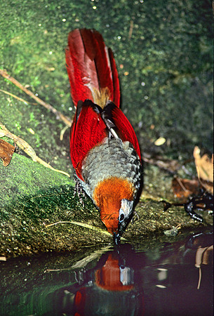 Garrulax milnei  RED -TAILED LAUGHINGTHRUSH 126712