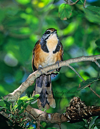 Garrulax pectoralis  GREATER NECKLACED LAUGHINGTHRUSH 126614