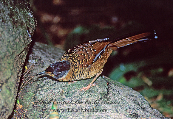 Garrulax ocellatus  WHITE-SPOTTED LAUGHINGTHRUSH 126629 White spotted Laughingthrush