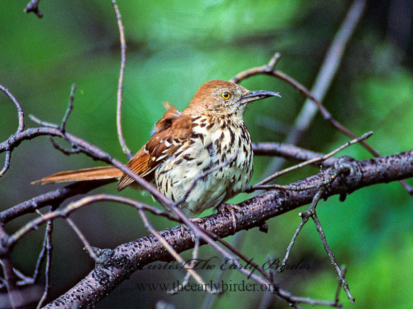 Toxostoma rufum  BROWN THRASHER 40303