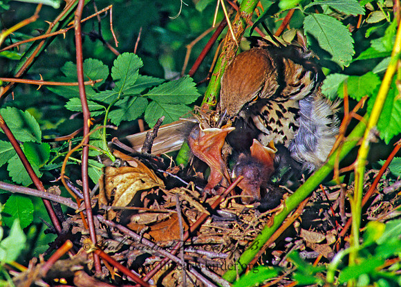 Toxostoma rufum  BROWN THRASHER 40533