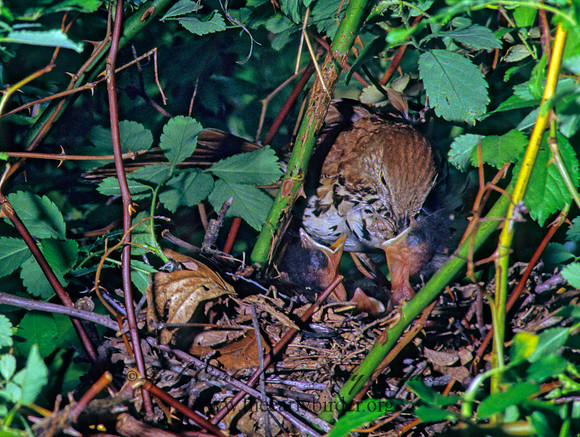 Toxostoma rufum  BROWN THRASHER 40538