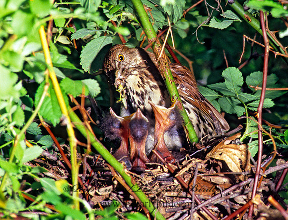 Toxostoma rufum  BROWN THRASHER 40531