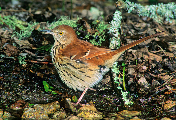 Toxostoma rufum  BROWN THRASHER 185818