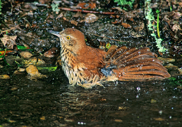 Toxostoma rufum  BROWN THRASHER 185824