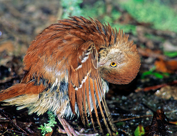 Toxostoma rufum  BROWN THRASHER 185914