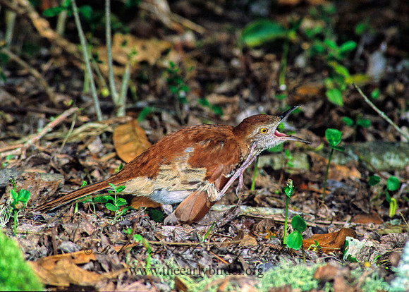Toxostoma rufum  BROWN THRASHER 185936