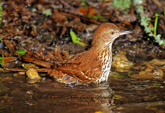 Toxostoma rufum  BROWN THRASHER 187723