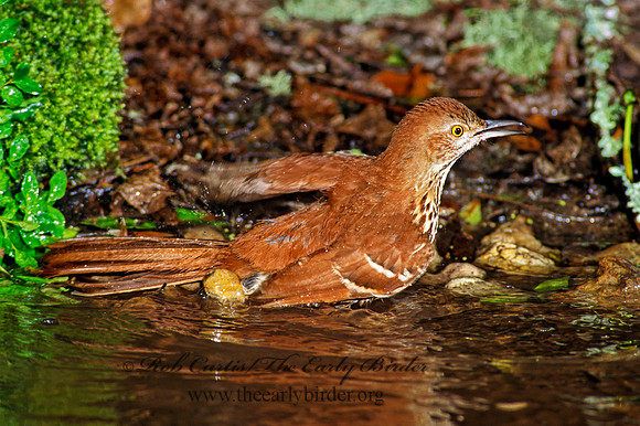 Toxostoma rufum  BROWN THRASHER 187721