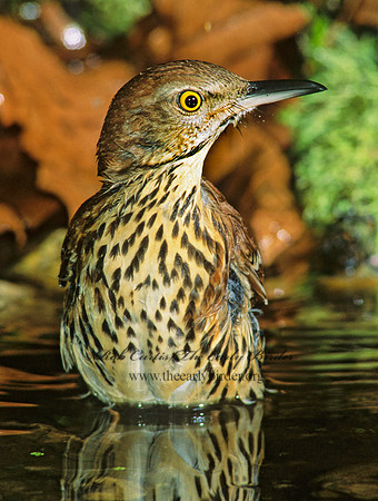 Toxostoma rufum  BROWN THRASHER 189221