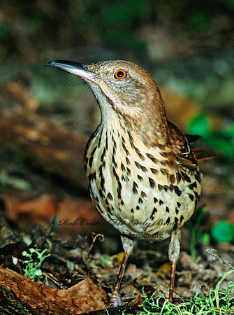 Toxostoma rufum  BROWN THRASHER 189231
