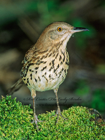 Toxostoma rufum  BROWN THRASHER 188708