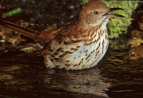 Toxostoma rufum  BROWN THRASHER 189412