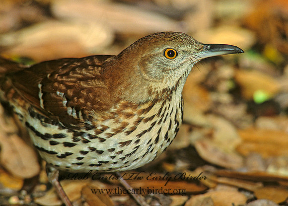 Toxostoma rufum  BROWN THRASHER 192222