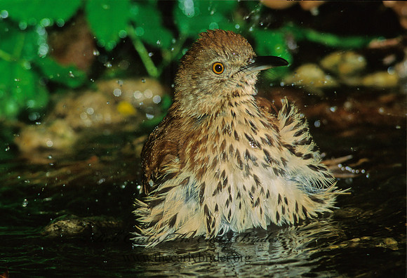 Toxostoma rufum  BROWN THRASHER 189910