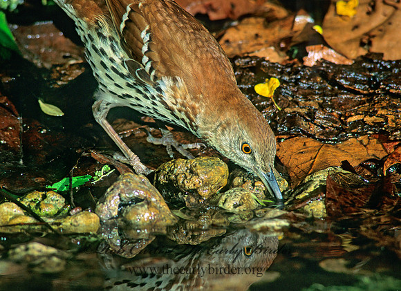Toxostoma rufum  BROWN THRASHER 190207