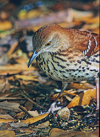 Toxostoma rufum  BROWN THRASHER 192238