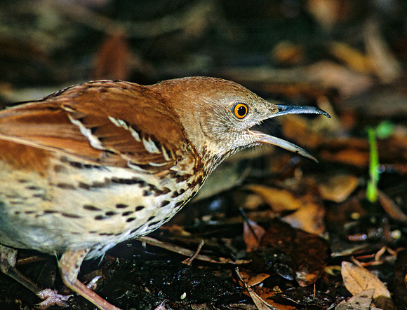Toxostoma rufum  BROWN THRASHER 192717