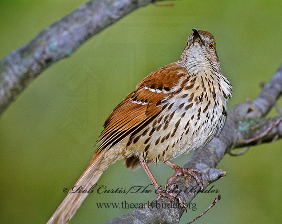 Toxostoma rufum  BROWN THRASHER 1271207