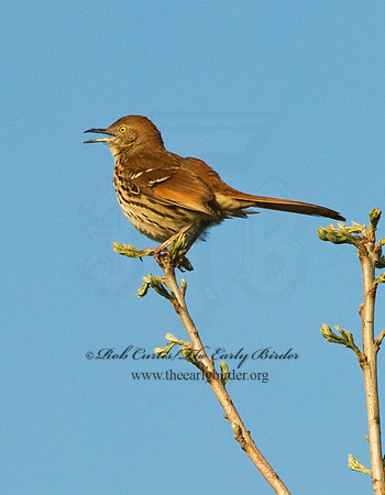 Toxostoma rufum  BROWN THRASHER 6003440