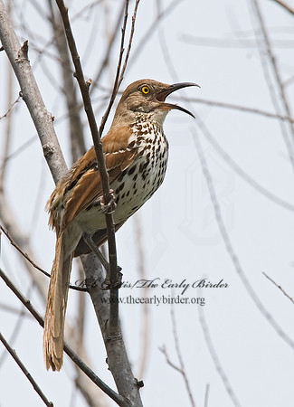Toxostoma rufum  BROWN THRASHER 7006555