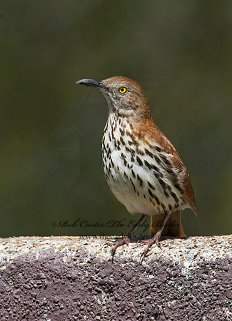 Toxostoma rufum  BROWN THRASHER 8012667