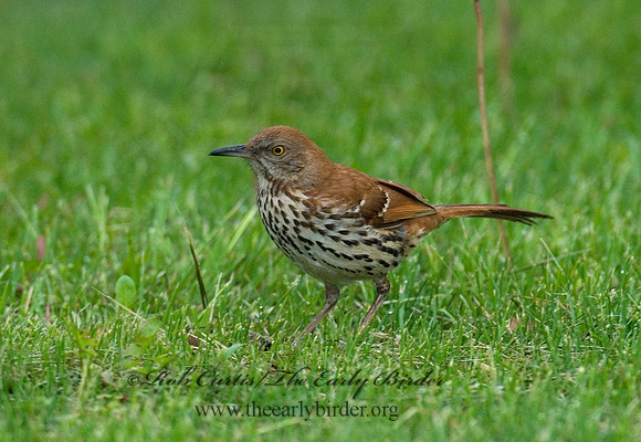 Toxostoma rufum  BROWN THRASHER 6003591