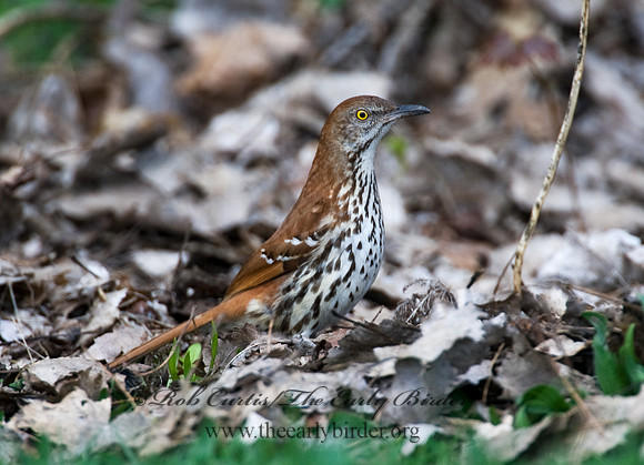 Toxostoma rufum  BROWN THRASHER 8012675
