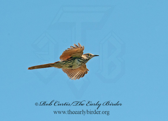 Toxostoma rufum  BROWN THRASHER 8028372