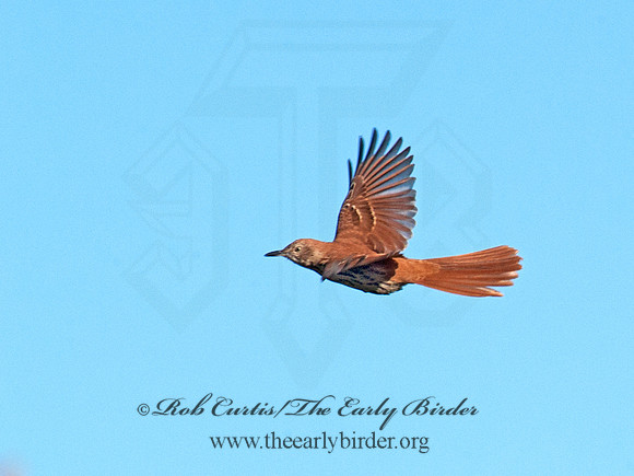 Toxostoma rufum  BROWN THRASHER 8029327