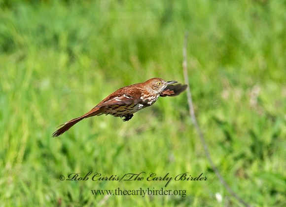 Toxostoma rufum  BROWN THRASHER 8031044