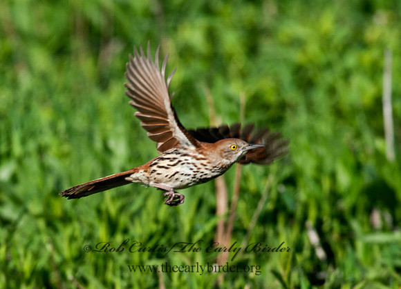 Toxostoma rufum  BROWN THRASHER 8031054