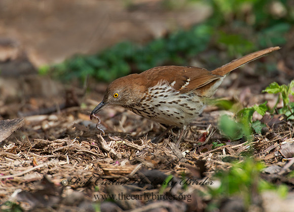 Toxostoma rufum  BROWN THRASHER 9000525