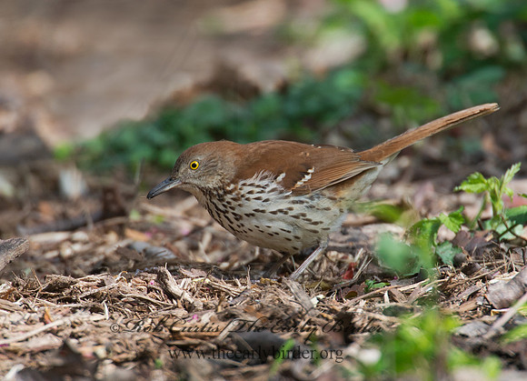 Toxostoma rufum  BROWN THRASHER 9000527